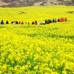 ảnh đẹp hà giang