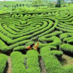 Phong cảnh mộc châu